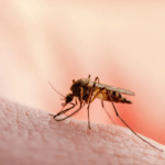 Medical blog-malaria