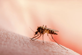 Medical blog-malaria